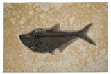 Fossil Fish (Diplomystus) - Top Quality Specimen #189309-1